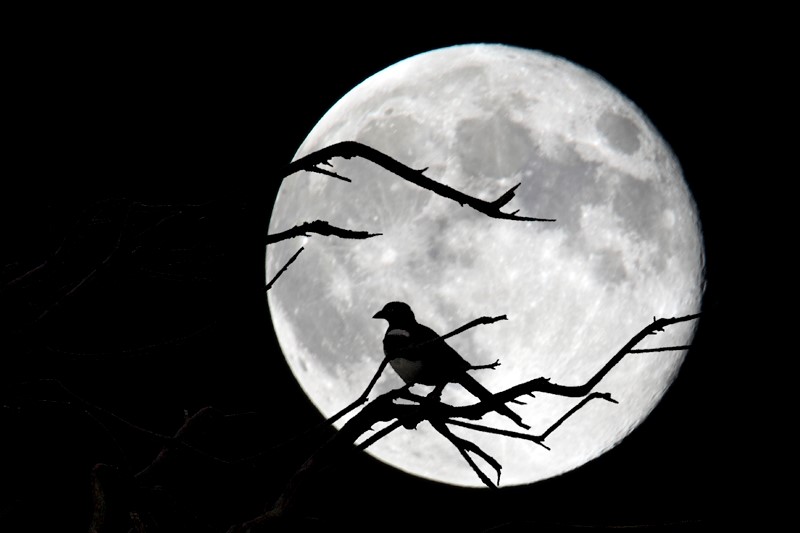 Cantos a la&nbsp;Luna